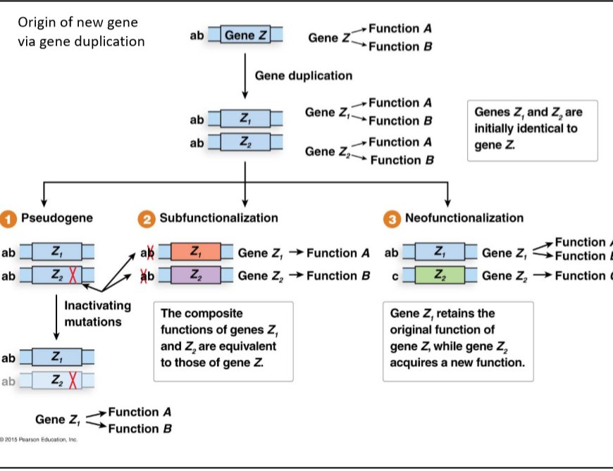 Origin of new gene
via gene duplication
Function A
Gene Z
ab
Gene Z
Function B
Gene duplication
Function A
Genes Z, and Z, are
initially identical to
gene Z.
Gene Z,
Z,
ab
Function B
Z,
Function A
ab
Gene Z,
Function B
2 Subfunctionalization
3 Neofunctionalization
Pseudogene
Function
ab z,
z, X
z,
Gene Z,
Gene Z, → Function A
ak
Z,
ab
Function A
Z,
Z,
Gene Z, → Function c
ab
Gene Z, → Function B
Inactivating
Gene Z, retains the
original function of
gene Z, while gene Z,
acquires a new function.
The composite
functions of genes Z,
and Z, are equivalent
to those of gene z.
mutations
ab z,
z, X
ab
Function A
Gene Z,
Function B
2015 Pearson Eduoalion, Ino.
