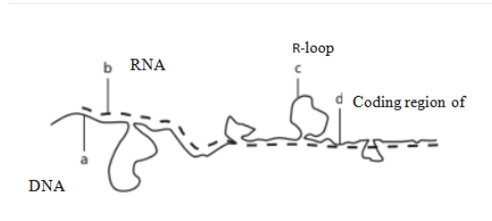 R-loop
b RNA
Coding region of
DNA
