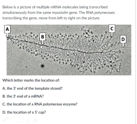 Below is a picture of multiple mRNA molecules being transcribed
simultaneously from the same myostatin gene. The RNA polymerases
transcribing the gene, move from left to right on the picture.
A
C
B
Which letter marks the location of:
A. the 3' end of the template strand?
B. the 3' end of a mRNA?
C. the location of a RNA polymerase enzyme?
D. the location of a 5' cap?