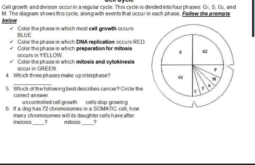Cell growth and division occurin a regular cycle. This cycle is divided into four phases: G1, S, G2, and
M. The diagram sh ows this cycle, alongwith events that occur in each phase. Follow the prompts
below.
v Color the phase in which most cell growth occurs
BLUE
v Color the phase in which DNA replication occurs RED.
v Color the phase in which preparation for mitosis
G2
occurs in YELLOW.
v Color the phase in which mitosis and cytokinesis
occur in GREEN.
4. Which three phases make upinterphase?
GI
M
5. Which of the following best describes cancer? Circle the
correct answer.
uncontrolled cell growth
cells stop growing
6. If a dog has 72 chromosomes in a SOMATIC cell, how
many chromosomes will its daughter cells have after
meiosis_?
mitosis_?
P.
