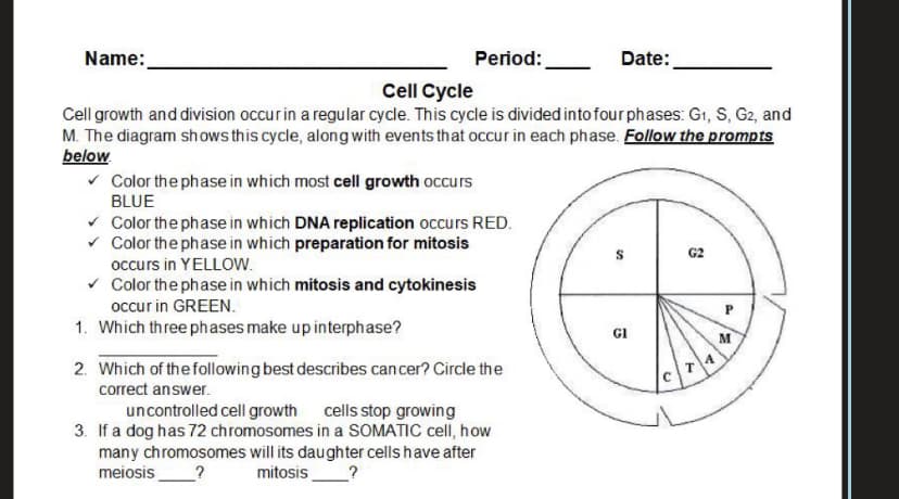 Name:
Period:
Date:
Cell Cycle
Cell growth and division occurin a regular cycle. This cycle is divided into fourphases: G1, S, G2, and
M. The diagram shows this cycle, along with events that occur in each phase. Follow the prompts
below.
v Color the phase in which most cell growth occurs
BLUE
v Color the phase in which DNA replication occurs RED.
v Color the phase in which preparation for mitosis
occurs in YELLOW.
v Color the phase in which mitosis and cytokinesis
G2
occur in GREEN.
P
1. Which three phases make up interphase?
GI
M
2. Which of the following best describes cancer? Circle the
correct answer.
uncontrolled cell growth cells stop growing
3. If a dog has 72 chromosomes in a SOMATIC cell, how
many chromosomes will its daughter cells have after
meiosis_?
mitosis_?
