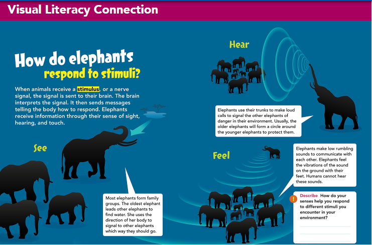 Visual Literacy Connection
Нear
How do elephants
respond to stimuli?
When animals receive a stimulus, or a nerve
signal, the signal is sent to their brain. The brain
interprets the signal. It then sends messages
telling the body how to respond. Elephants
receive information through
hearing, and touch.
Elephants use their trunks to make loud
calls to signal the other elephants of
danger in their environment. Usually, the
older elephants will form a circle around
the younger elephants to protect them.
eir sense of sight,
Se
Elephants make low rumbling
sounds to communicate with
each other. Elephants feel
the vibrations of the sound
Feel
on the ground with their
feet. Humans cannot hear
these sounds.
Most elephants form family
groups. The oldest elephant
leads other elephants to
find water. She uses the
direction of her body to
signal to other elephants
which way they should go.
Describe How do your
senses help you respond
to different stimuli you
encounter in your
environment?
