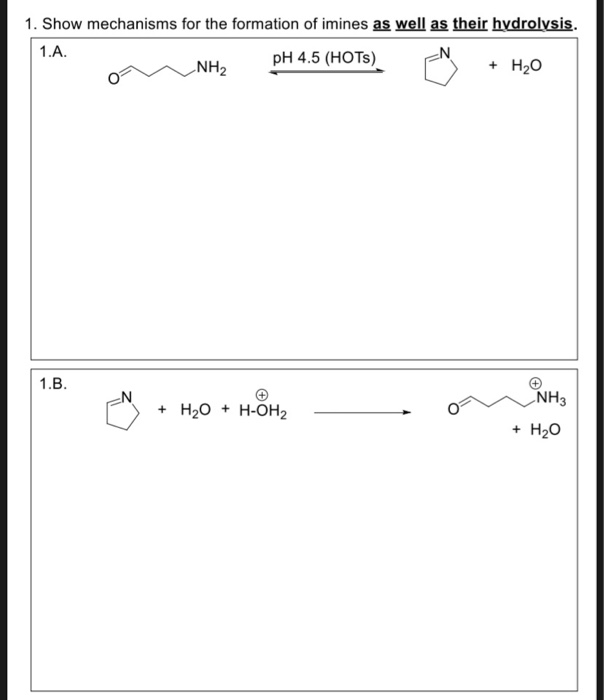 1. Show mechanisms for the formation of imines as well as their hydrolysis.
1.A.
pH 4.5 (HOTS)
+ H₂O
1.B.
NH₂
+ H₂O + H-OH₂
NH3
+ H₂O