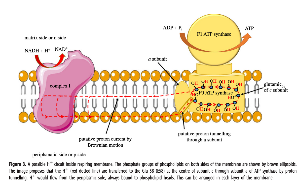 matrix side or n side
NADH + H+ NAD+
complex I
U: U
DESODO
putative proton current by
Brownian motion
ADP + Pi
a subunit
OG
F1 ATP synthase
OH
ОН ОН ОН ОН
do < od
HOFO ATP synthase
HO
ОН ОН ОН ОН ОН
putative proton tunnelling
through a subunit
OH
ATP
00
glutamic 58
of c subunit
periplsmatic side or p side
Figure 3. A possible H+ circuit inside respiring membrane. The phosphate groups of phospholipids on both sides of the membrane are shown by brown ellipsoids.
The image proposes that the H+ (red dotted line) are transferred to the Glu 58 (E58) at the centre of subunit c through subunit a of ATP synthase by proton
tunnelling. H+ would flow from the periplasmic side, always bound to phospholipid heads. This can be arranged in each layer of the membrane.