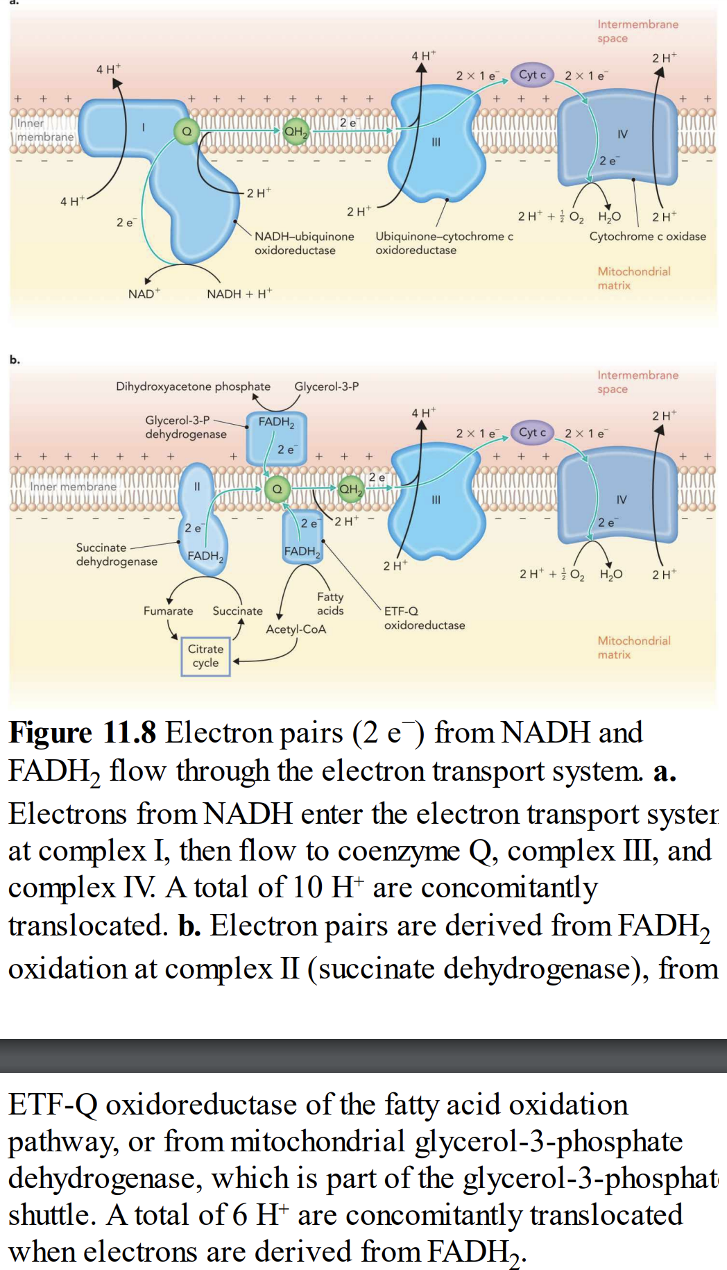 +
b.
+
Inner
membrane
+
+
4 H
+ +
4 H+
2 e
NAD+
Inner membrane
+ + +
+
Dihydroxyacetone phosphate
Glycerol-3-P
dehydrogenase
Succinate
dehydrogenase
+
2 e
NADH + H+
-2 H+
FADH,
Citrate
cycle
+
Fumarate Succinate
QH₂
NADH-ubiquinone
oxidoreductase
FADH₂
Glycerol-3-P
2 e
+
2 e
+
FADH₂
2 H
Acetyl-CoA
+
QH₂
Fatty
acids
2 H
+
2 e
4 H
Ubiquinone-cytochrome c
oxidoreductase
2 H
2 x 1 e
4 H
ETF-Q
oxidoreductase
Cyt c
2 x 1e Cyt c
+ +
+
Intermembrane
space
2 x 1 e
2 e
2 H+ + O₂ H₂O
IV
2 H+
Cytochrome c oxidase
Mitochondrial
matrix
Intermembrane
space
2x1 e
IV
2 e
2 H+
2 H+ O₂ H₂O
matrix
2 H
2H+
Mitochondrial
+
Figure 11.8 Electron pairs (2 e) from NADH and
FADH₂ flow through the electron transport system. a.
Electrons from NADH enter the electron transport syster
at complex I, then flow to coenzyme Q, complex III, and
complex IV. A total of 10 H* are concomitantly
translocated. b. Electron pairs are derived from FADH₂
oxidation at complex II (succinate dehydrogenase), from
ETF-Q oxidoreductase of the fatty acid oxidation
pathway, or from mitochondrial glycerol-3-phosphate
dehydrogenase, which is part of the glycerol-3-phosphat
shuttle. A total of 6 H* are concomitantly translocated
when electrons are derived from FADH₂.