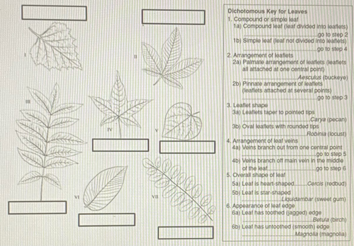 Dichotomous Key for Leaves
1. Compound or simple leaf
1a) Compound leaf (leaf divided Into loaflets)
go to step 2
1b) Simple leaf (leat not divided into leaflets)
go to step 4
2. Arrangement of leatlets
2a) Palmate arrangement of leaflets (leaflets
all attached at one central point)
Aesculus (buckeye)
2b) Pinnate arrangement of leaflets
(leaflets attached at several points)
go to step 3
3. Leaflet shape
3a) Leaflets taper to pointed tips
Carya (pecan)
3b) Oval leaflets with rounded tips
IV
Robinia (locust)
4. Arrangement of leat veins
4a) Veins branch out from one central point
go to step 5
4b) Veins branch off main vein in the middle
go to step 6
of the leat.
5. Overall shape of leat
5a) Leat is heart-shaped..
Cercis (redbud)
5b) Leat is star-shaped
VII
Liquidambar (sweet gum)
6. Appearance of leat edge
6a) Leaf has toothed (jagged) edge
Betula (birch)
6b) Leaf has untoothed (smooth) edge
Magnolla (magnolia)
