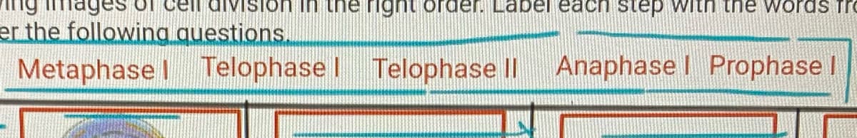he right
Label each step with the words fro
I Telophase I Telophase II Anaphase I Prophase I
er the following questions.
Metaphase