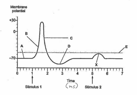 Membrane
potential
+30-
B
A
D
-70-
Time
(ms) Stimulus 2
Stimulus 1

