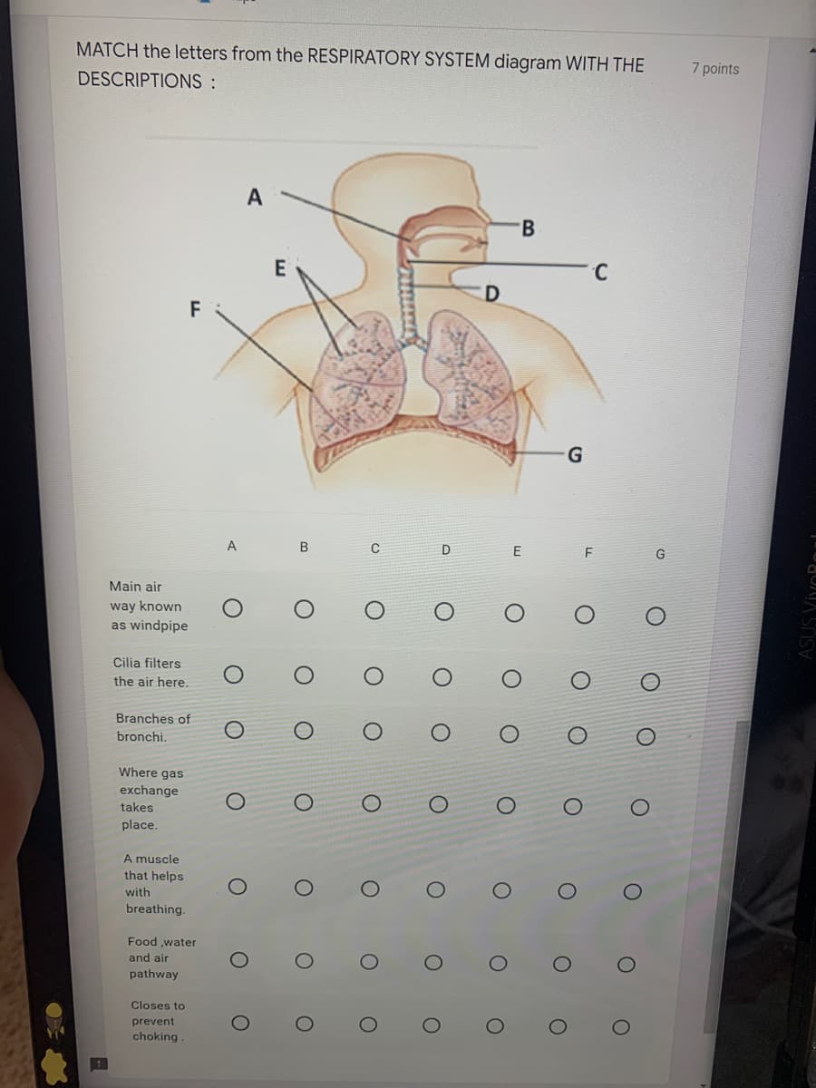 MATCH the letters from the RESPIRATORY SYSTEM diagram WITH THE
DESCRIPTIONS :
A
B
F
Main air
way known
as windpipe
Cilia filters
the air here.
Branches of
bronchi.
Where gas
exchange
takes
place.
A muscle
that helps
with
breathing.
Food,water
and air
pathway
Closes to
prevent
choking
A
O
O
O
O
E
B
C
O
O
O
O
71444
O
O
D
O
O
E
G
F
O
O
O
O
O
O
C
O
O
O
O
O
O
O
O
G
7 points
ASUS Vivol