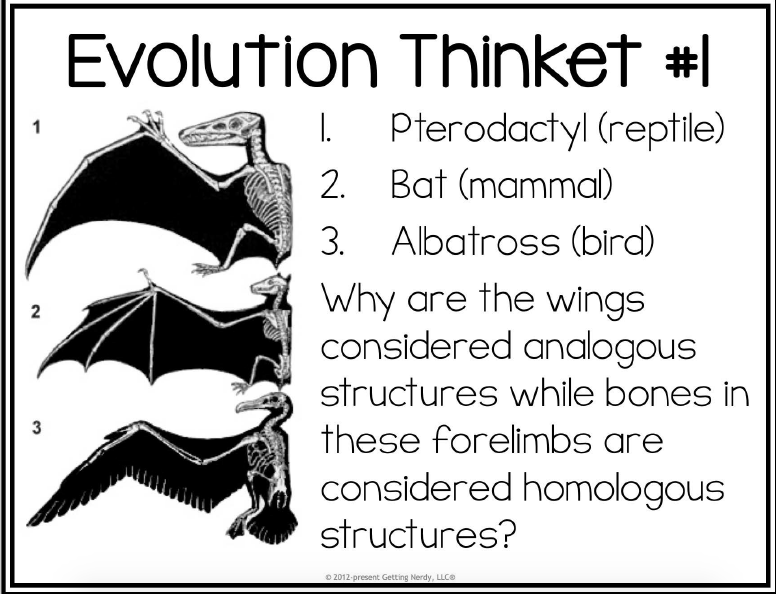 Evolution Thinket #|
I.
Pterodactyl (reptile)
2. Bat (mammal)
3. Albatross (bird)
Why are the wings
considered analogous
2
structures while bones in
3
these forelimbs are
considered homologous
structures?
O 2012-present Getting Nerdy, LLCO
