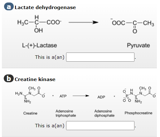 a Lactate dehydrogenase
H
H3C-C-COO-
OH
L-(+)-Lactase
b Creatine kinase
CH3
H₂N
This is a(an)
NH₂
Creatine
+ ATP
Adenosine
triphosphate
This is a(an)
ADP
OOC-C-CH3
Adenosine
diphosphate
Pyruvate
CH3
ON
ồ Ò NH2
Y
Phosphocreatine