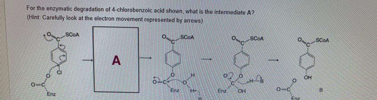 For the enzymatic degradation of 4-chlorobenzoic acid shown, what is the intermediate A?
(Hint. Carefully look at the electron movement represented by arrows)
SCOA
SCOA
SCOA
SCOA
A
HO
Enz.
Enz
HO.
Enz
Enz.
