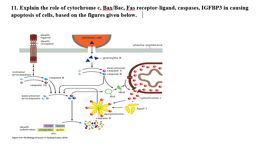 11. Explain the role of cytochrome c, Bax/Bac, Fas receptor-ligand, caspases, IGFBP3 in causing
apoptosis of cells, based on the figures given below.
death
ligand
cytotoxic cell
death
receptor
plasma membrane
-granzyme B
executioner
caspase 3
initiator
caspase 8
procaspases
caspase 8
caspase 10
tBid
executioner
Bid
cytochrome c
procaspases
Apaf-1
apoptosome
caspase 9
ICAD lamin
death
substrates vimentin actin
etc.
Figure 9.34 The Biology of Cancer (O Garland Science 2014)
