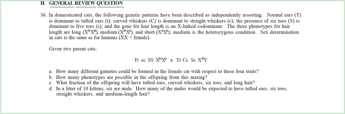 H. GENERAL REVIEW QUESTION
36. In domesticated cats, the following genetic patterns have been described as independently assorting. Normal ears (T)
is dominant to tufted ears (t); curved whiskers (C) is dominant to straight whiskers (c); the presence of six toes (S) is
dominant to five toes (s); and the gene for hair length is an X-linked codominant. The three phenotypes for hair
length are long (X"X#), medium (XHX'), and short (X"X'); medium is the heterozygous condition. Sex determination
in cats is the same as for humans (XX = female).
Given two parent cats:
Tt cc SS Xx" x Tt Cc Ss XHY
a. How many different gametes could be formed in the female cat with respect to these four traits?
b. How many phenotypes are possible in the offspring from this mating?
c. What fraction of the offspring will have tufted ears, curved whiskers, six toes, and long hair?
d. In a litter of 10 kittens, six are male. How many of the males would be expected to have tufted ears, six toes,
straight whiskers, and medium-length hair?
