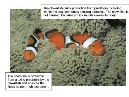 The clownfish gains protection from predators by hiding
within the sea anemone's stinging tentacles. The clownfish is
not harmed, because a thick mucus covers its body.
The anemone is protected
from grazing predators by the
clownfish and absorbs the
fish's nutrient-rich excrement.
