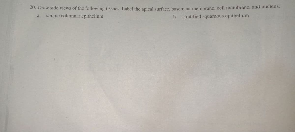 20. Draw side views of the following tissues. Label the apical surface, basement membrane, cell membrane, and nucleus.
a.
simple columnar epithelium
b.
stratified squamous epithelium