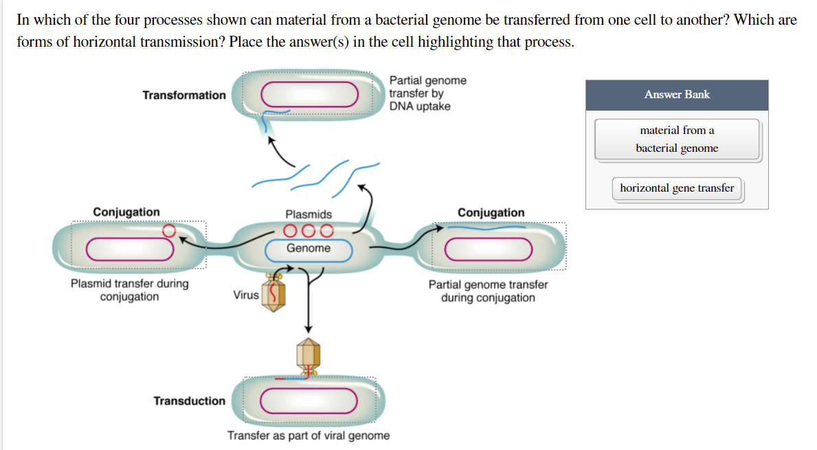 In which of the four processes shown can material from a bacterial genome be transferred from one cell to another? Which are
forms of horizontal transmission? Place the answer(s) in the cell highlighting that process.
Partial genome
transfer by
DNA uptake
Transformation
Answer Bank
material from a
bacterial genome
horizontal gene transfer
Conjugation
Plasmids
Conjugation
Genome
Plasmid transfer during
conjugation
Partial genome transfer
during conjugation
Virus
Transduction
Transfer as part of viral genome
