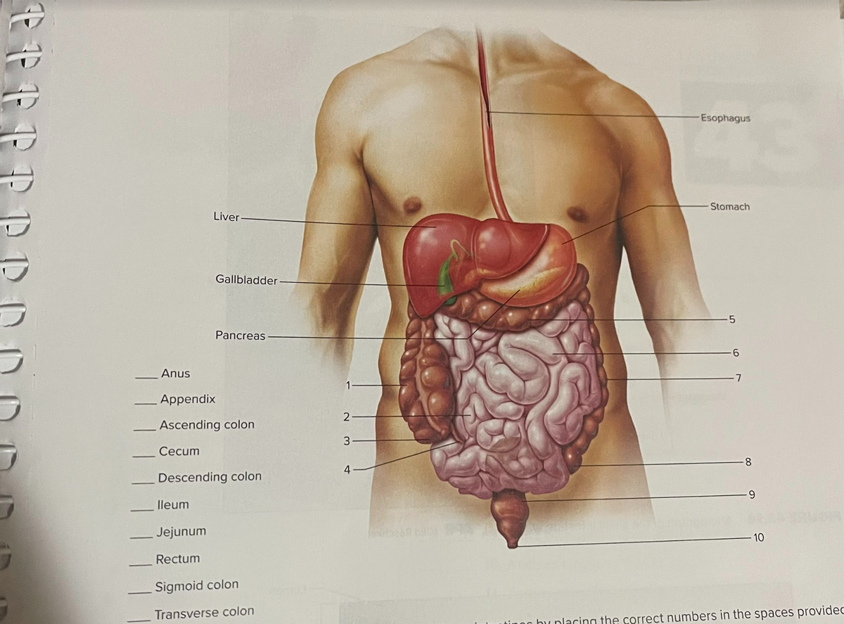 Anus
Liver
Gallbladder
lleum
Jejunum
Rectum
Pancreas
Appendix
Ascending colon
Cecum
Descending colon
Sigmoid colon
Transverse colon
1
2
WN
3
4
Esophagus
Stomach
5
6
-7
8
10
by placing the correct numbers in the spaces providec