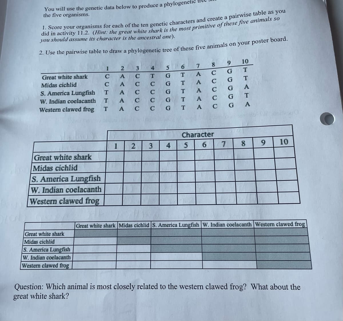 You will use the genetic data below to produce a phylogenetic
the five organisms.
1. Score your organisms for each of the ten genetic characters and create a pairwise table as you
did in activity 11.2. (Hint: the great white shark is the most primitive of these five animals so
you should assume its character is the ancestral one).
2. Use the pairwise table to draw a phylogenetic tree of these five animals on your poster board.
Great white shark
Midas cichlid
S. America Lungfish
W. Indian coelacanth
Western clawed frog
Great white shark
Midas cichlid
S. America Lungfish
W. Indian coelacanth
Western clawed frog
Great white shark
Midas cichlid
S. America Lungfish
W. Indian coelacanth
Western clawed frog
1
C
с
T
T
T
D
1
2
A
A
A
A
A C
3
C
C
2
4
T
C
C
с
3
5 6
G
T
G
T
G
T
G
T
G
T
4
GS
7
A
A
A
A
A
5
8
C
с
Character
6
с
7
9 10
GT
G
T
G
A
G
T
A
G
00
8
9
10
HEUW LOG
Great white shark Midas cichlid S. America Lungfish W. Indian coelacanth Western clawed frog
Question: Which animal is most closely related to the western clawed frog? What about the
great white shark?