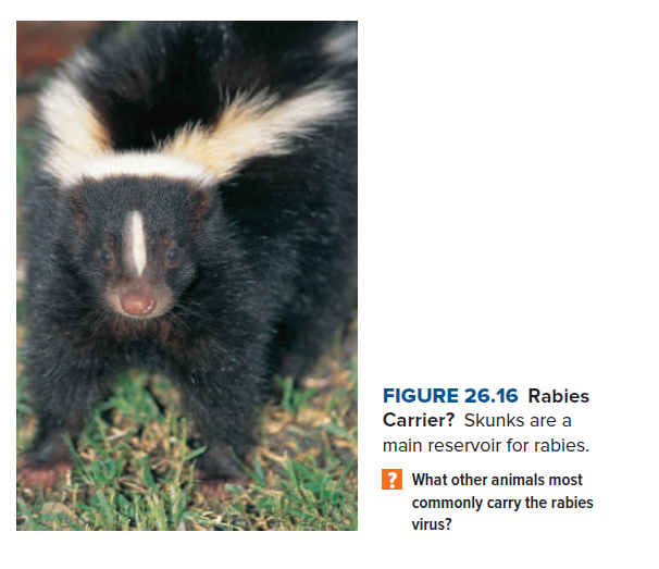 FIGURE 26.16 Rabies
Carrier? Skunks are a
main reservoir for rabies.
? What other animals most
commonly carry the rabies
virus?
