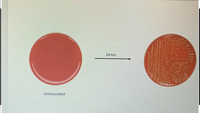 24 hrs.
Uninoculated
