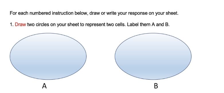 For each numbered instruction below, draw or write your response on your sheet.
1. Draw two circles on your sheet to represent two cells. Label them A and B.
A
В
