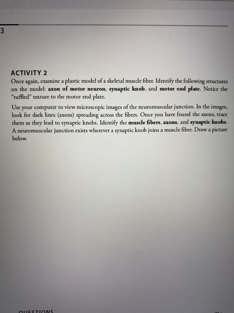 3
ACTIVITY 2
Once again, examiìne a plastic model of a skeletal muscle fiber. Identify the following structures
on the model: axon of motor neuron, synaptic knob, and motor end plate. Notice the
"ruffled" texture to the motor end plate.
Use your computer to view microscopic images of the neuromuscular junction. In the images,
look for dark lines (axons) spreading across the fibers. Once you have found the axons, trace
them as they lead to synaptic knobs. Identify the muscle fibers, axons, and synaptic knobs.
A neuromuscular junction exists wherever a synaptic knob joins a muscle fiber. Draw a picture
below.
OUESTIONS
