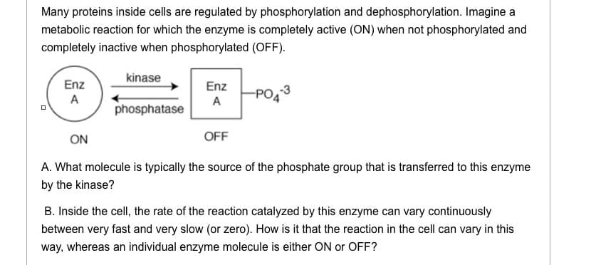 Many proteins inside cells are regulated by phosphorylation and dephosphorylation. Imagine a
metabolic reaction for which the enzyme is completely active (ON) when not phosphorylated and
completely inactive when phosphorylated (OFF).
-PO4-3
0
Enz
A
kinase
phosphatase
Enz
A
OFF
ON
A. What molecule is typically the source of the phosphate group that is transferred to this enzyme
by the kinase?
B. Inside the cell, the rate of the reaction catalyzed by this enzyme can vary continuously
between very fast and very slow (or zero). How is it that the reaction in the cell can vary in this
way, whereas an individual enzyme molecule is either ON or OFF?