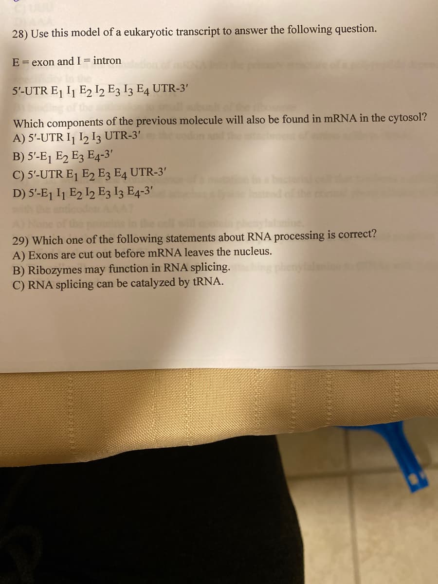 28) Use this model of a eukaryotic transcript to answer the following question,
E = exon and I= intron
5'-UTR E1 I1 E2 I2 E3 I3 E4 UTR-3'
Which components of the previous molecule will also be found in mRNA in the cytosol?
A) 5'-UTR I¡ I2 I3 UTR-3'
B) 5'-E1 E2 E3 E4-3'
C) 5'-UTR E1 E2 E3 E4 UTR-3'
D) 5'-E1 I1 E2 I2 E3 I3 E4-3'
beaylalanine,
29) Which one of the following statements about RNA processing is correct?
A) Exons are cut out before mRNA leaves the nucleus.
B) Ribozymes may function in RNA splicing.
C) RNA splicing can be catalyzed by TRNA.
