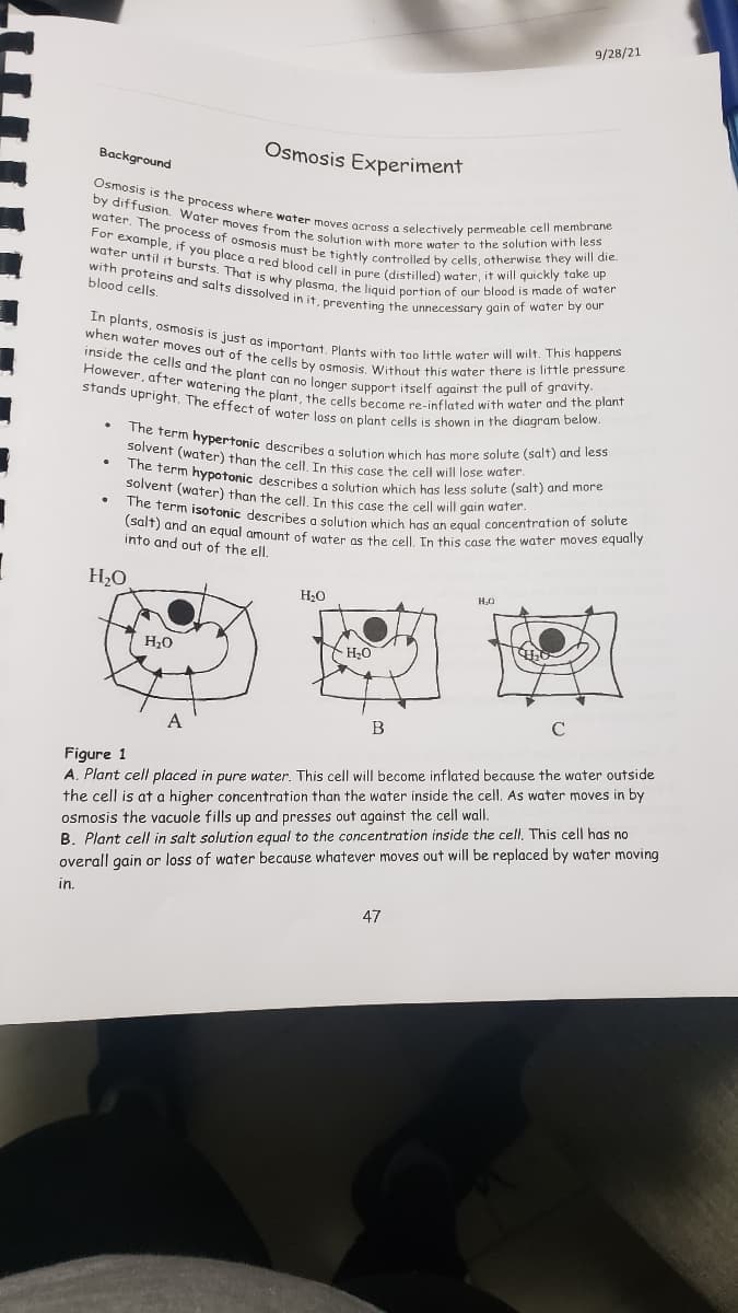 (salt) and an egual amount of water as the cell. In this case the water moves equally
Osmosis is the process where water moves across a selectively permeable cell membrane
The term isotonic describes a solution which has an equal concentration of solute
The term hypotonic describes a solution which has less solute (salt) and more
water, The process of osmosis must be tightly controlled by çells, otherwise they will die.
with proteins and salts dissolved in it, preventing the unnecessary gain of water by our
by diffusion. Water moves from the solution with more water to the solution with less
For example, if you place a red blood cell in pure (distilled) water, it will quickly take up
inside the cells and the plant can no longer support itself against the pull of gravity.
The term hypertonic describes a solution which has more solute (salt) and less
solvent (water) than the cell. In this case the cell will lose water.
In plants, osmosis is just as important, Plants with too little water will wilt. This happens
water until it bursts. That is why plaşma, the liquid portion of our blood is made of water
when water moves out of the cells by osmosis, Without this water there is little pressure
However, atter watering the plant, the cells become re-inflated with water and the plant
stands upright. The effect of water loss on plant cells is shown in the diagram below.
9/28/21
Osmosis Experiment
Background
blood cells.
solvent (water) than the cell In this case the cell will gain water
into and out of the ell.
H2O
H.O
H20
C
A
B
Figure 1
A. Plant cell placed in pure water. This cell will become inflated because the water outside
the cell is at a higher concentration than the water inside the cell. As water moves in by
osmosis the vacuole fills up and presses out against the cell wall.
B. Plant cell in salt solution equal to the concentration inside the cell, This cell has no
overall gain or loss of water because whatever moves out will be replaced by water moving
in.
47
