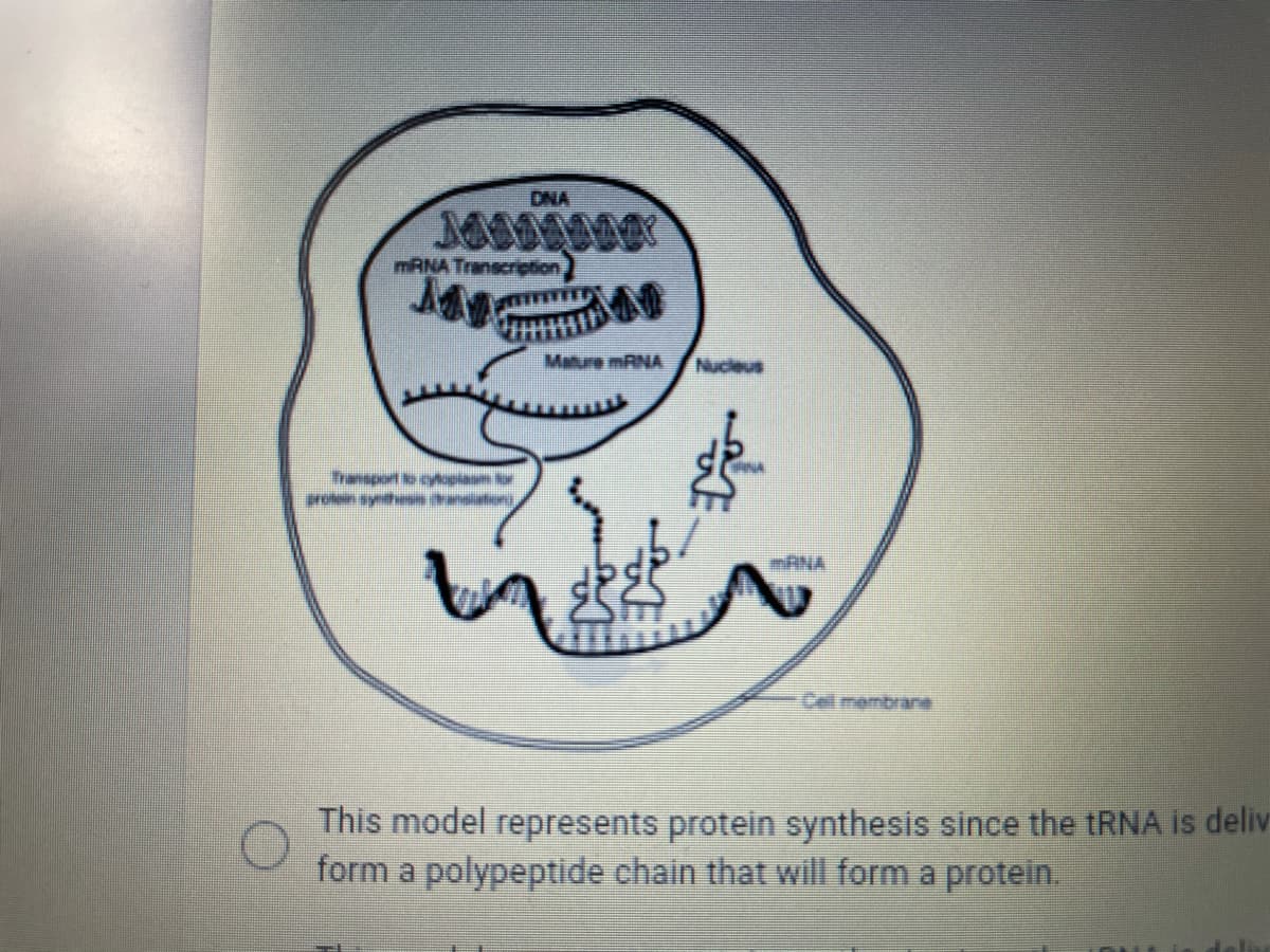 DNA
MRNA Transcription
Mature MRNA
Nucleus
Transport to cyopiam tor
mANA
Cell membran
This model represents protein synthesis since the TRNA is deliv
form a polypeptide chain that will form a protein.
