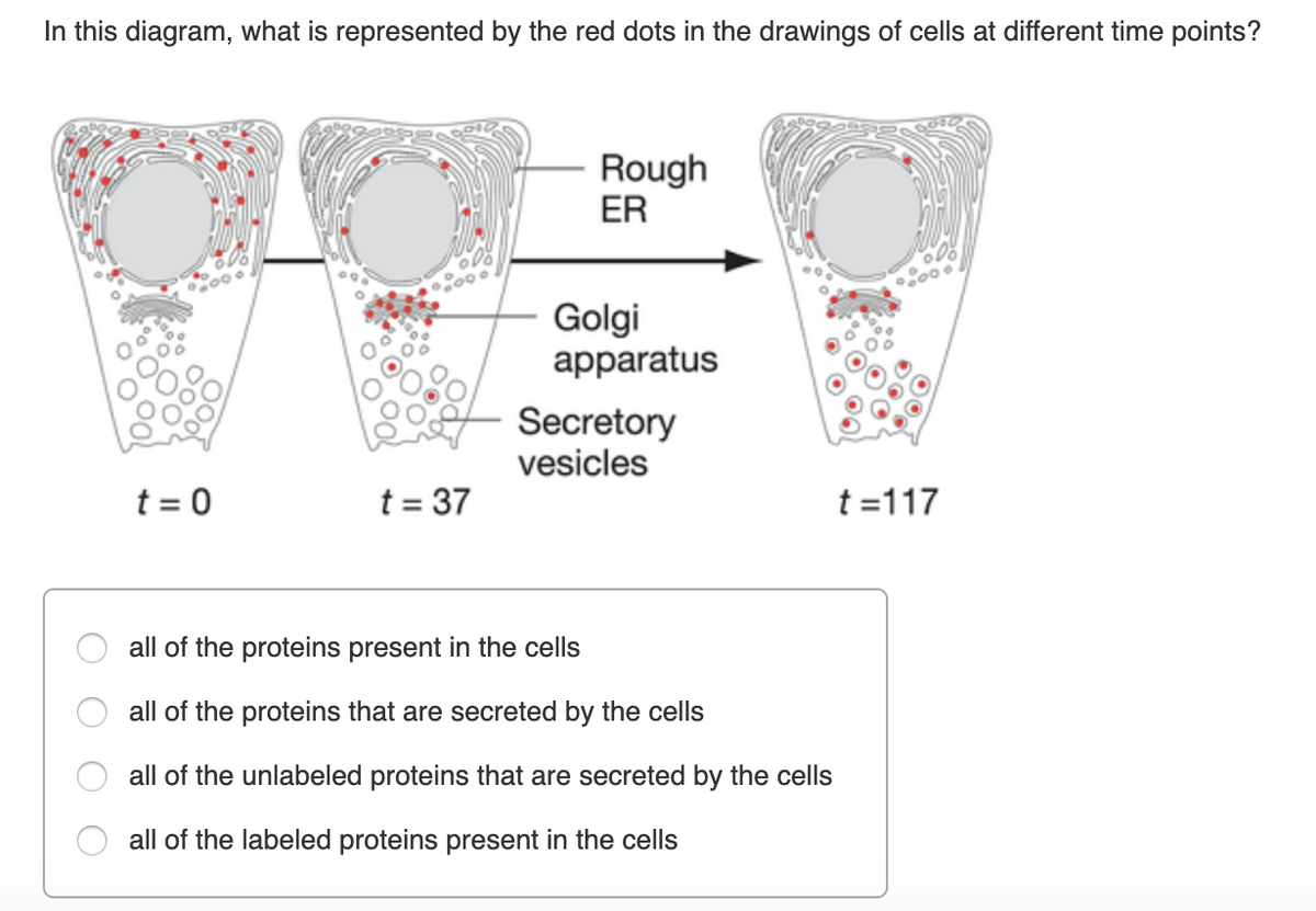 In this diagram, what is represented by the red dots in the drawings of cells at different time points?
Rough
ER
Golgi
apparatus
Secretory
vesicles
t = 0
t = 37
t =117
all of the proteins present in the cells
all of the proteins that are secreted by the cells
all of the unlabeled proteins that are secreted by the cells
all of the labeled proteins present in the cells
