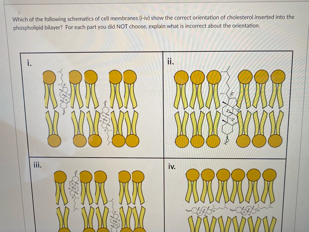 Which of the following schematics of cell membranes (i-iv) show the correct orientation of cholesterol inserted into the
phospholipid bilayer? For each part you did NOT choose, explain what is incorrect about the orientation.
i.
ii.
iii.
iv.
