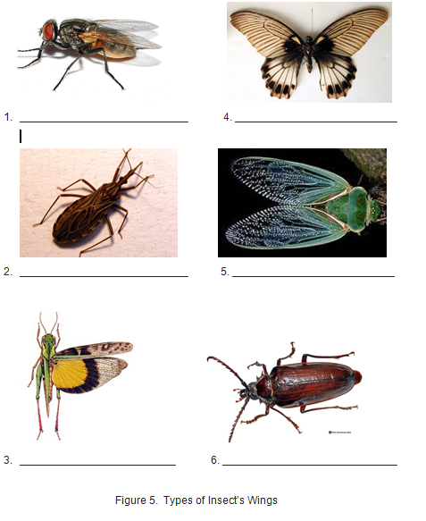 2.
5.
3.
6.
Figure 5. Types of Insect's Wings
