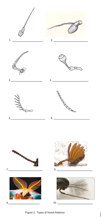 10.
Figure 3. Types of Insect Antenna
