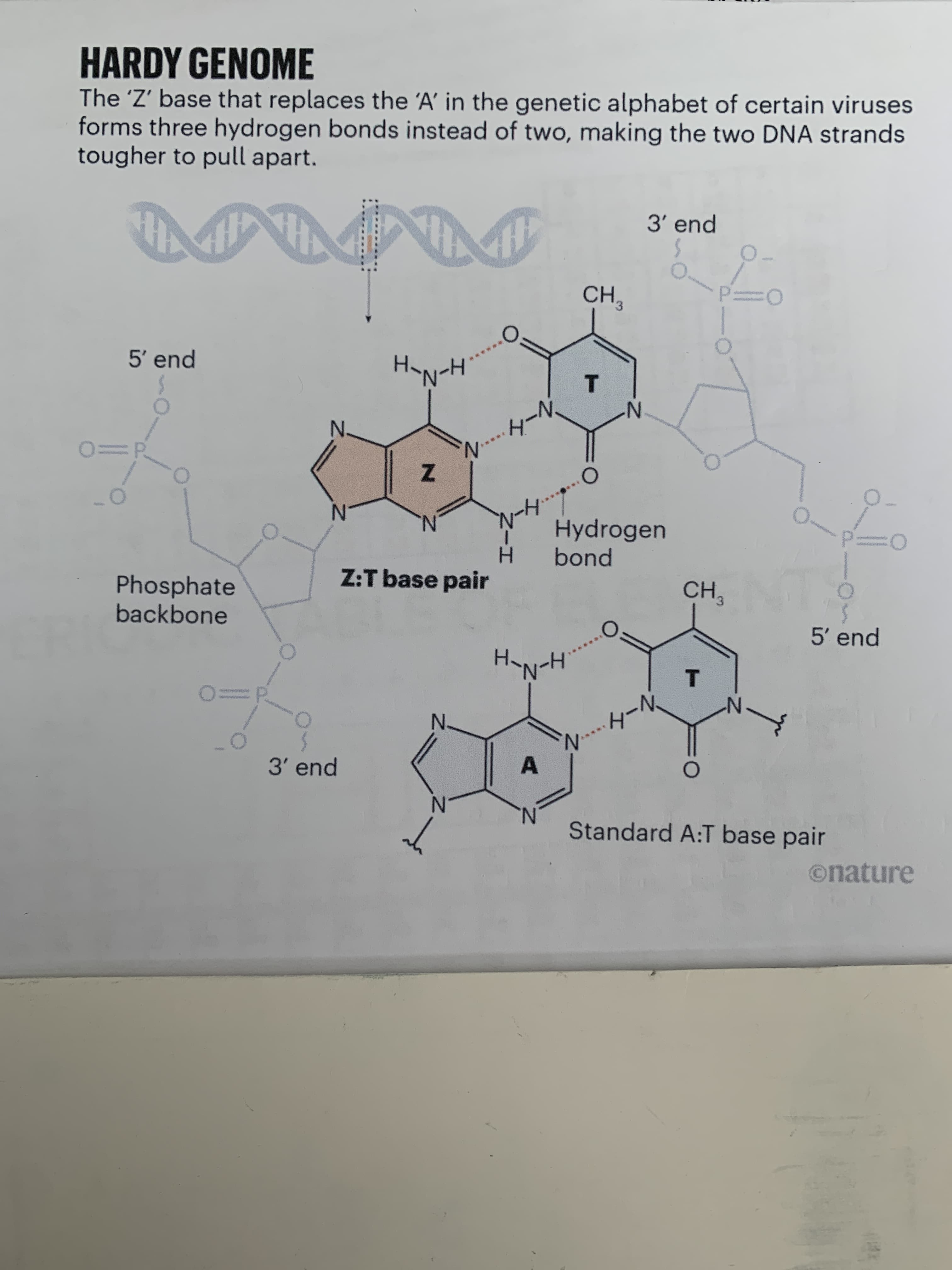 The 'Z' base that replaces the 'A' in the genetic alphabet of certain viruses
forms three hydrogen bonds instead of two, making the two DNA strands
tougher to pull apart.
HARDY GENOME
3' end
CH
5' end
レーダ
N.
Hydrogen
H.
bond
N.
CH3
Z:T base pair
5' end
Phosphate
backbone
T.
Wード…
A.
3' end
N.
Standard A:T base pair
onature
