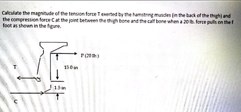 Calculate the magnitude of the tension force T exerted by the hamstring muscles (in the back of the thigh) and
the compression force Cat the joint between the thigh bone and the calf bone when a 20 lb. force pulls on the f
foot as shown in the figure.
P (20 tb.)
15.0 in
1.5 in
