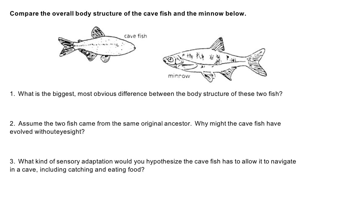 Compare the overall body structure of the cave fish and the minnow below.
cave fish
minrow
1. What is the biggest, most obvious difference between the body structure of these two fish?
2. Assume the two fish came from the same original ancestor. Why might the cave fish have
evolved withouteyesight?
3. What kind of sensory adaptation would you hypothesize the cave fish has to allow it to navigate
in a cave, including catching and eating food?
