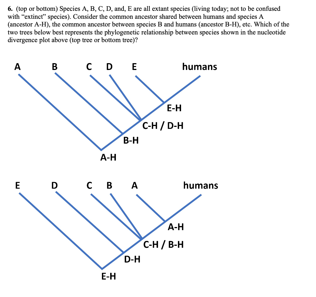 6. (top or bottom) Species A, B, C, D, and, E are all extant species (living today; not to be confused
with "extinct" species). Consider the common ancestor shared between humans and species A
(ancestor A-H), the common ancestor between species B and humans (ancestor B-H), etc. Which of the
two trees below best represents the phylogenetic relationship between species shown in the nucleotide
divergence plot above (top tree or bottom tree)?
A
В
C D E
humans
E-H
C-H / D-H
В-Н
А-Н
E
D
с в А
humans
А-Н
С-Н /В-Н
D-H
Е-Н
