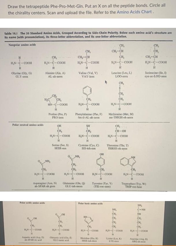 Draw the tetrapeptide Phe-Pro-Met-Gln. Put an X on all the peptide bonds. Circle all
the chirality centers. Scan and upload the file. Refer to the Amino Acids Chart.
Table 16.1 The 20 Standard Amino Acids, Grouped According to Side-Chain Polarity. Below each amino acid's structure are
its name (with pronunciation), its three-letter abbreviation, and its one-letter abbreviation.
Nonpolar amino acids
H
H₂N-C-COOH
H
Glycine (Gly, G)
GLY-seen
Polar neutral amino acids
CH,
H₂N-C-COOH
H
OH
Alanine (Ala, A)
AL-ah-neen
H.C
CH₂
H₂N-C-COOH
Polar acidic amino acids
CH₂
CH₂
HN-C-COOH
H
H
Aspartic acid (Asp, D)
ah-SPAR-tic acid
NH₂
CH₂
H₂N-C-COOH
H
Proline (Pro, P)
PRO-leen
Asparagine (Asn, N)
ab-SPAR-ah geen
OH
T
CH₂
H₂N-C-COOH
H
Serine (Ser, S)
SEER-een
OH
CH₂
CH,
H₂N-C-COOH
H
Glutamic acid (C, E)
GLU-tamic acid
CH,
CH₂-CH
H₂N-C-COOH
H
Valine (Val, V)
VAY-Jeen
CH₂
H₂N-C-COOH
H
Phenylalanine (Phe, F)
fen-il-AL-ah-neen
ONH,
CH₂
CH₂
H₂N-C-COOH
H
Glutamine (Gin, Q)
GLU-tah-meen
SH
1
CH₂
H₂N-C-COOH
H
Cysteine (Cys, C)
SIS-teh-cen
HN
OH
Polar basic amino acids
CH₂
HN-C-COOH
H
Histidine (His, 10
HISS-tuh-deen
CH, CH
1
CH₂
C-COOH
H₂N-C-C
H
CH,
Leucine (Leu, L.)
LOO-seen
CH₂
1
CH₂
H₂N-C-COOH
H
CH₂
H₂N-C-COOH
H
Methionine (Met, M)
me-THIGH-oh-neen
Tyrosine (Tyr, Y)
(TIE-roe-seen)
CH₂
S
I
H₂N-C-COOH
H
CH,
CH-OH
Threonine (Thr, T)
THREE-oh-neen
NH₂
CH₂
CH₂
T
CH₂
CH₂
H₂N-C-COOH
H
Lysine (Lys, K)
LYE-seen
NH
CH, CH
H₂N-C-COOH
H
CH₂
H₂N-C-COOH
H
Tryptophan (Trp, W)
TRIP-toe-fane
CH,
CH₂
Isoleucine (Ile, I)
eye-so-LOO-seen
NH₂
C-NH
NH
CH₂
CH₂
CH₂
H₂N-C-COOH
H
Arginine (Arg. R)
ARG-ih ocen