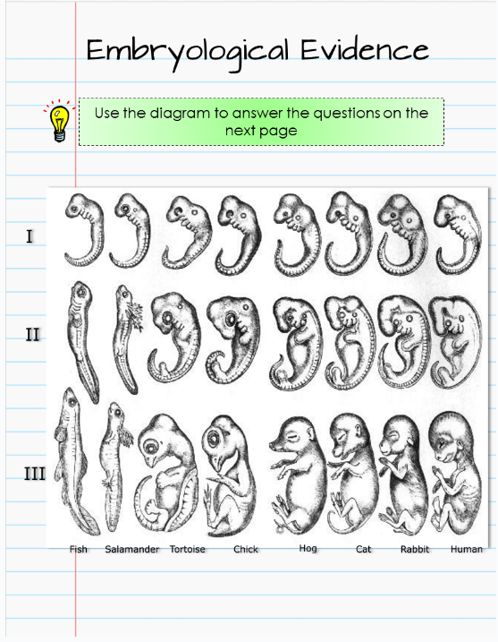 I
II
III
Embryological Evidence
Use the diagram to answer the questions on the
next page
99999999
(1999999
908
Fish Salamander Tortoise Chick
Hog
Cat
Rabbit
Human