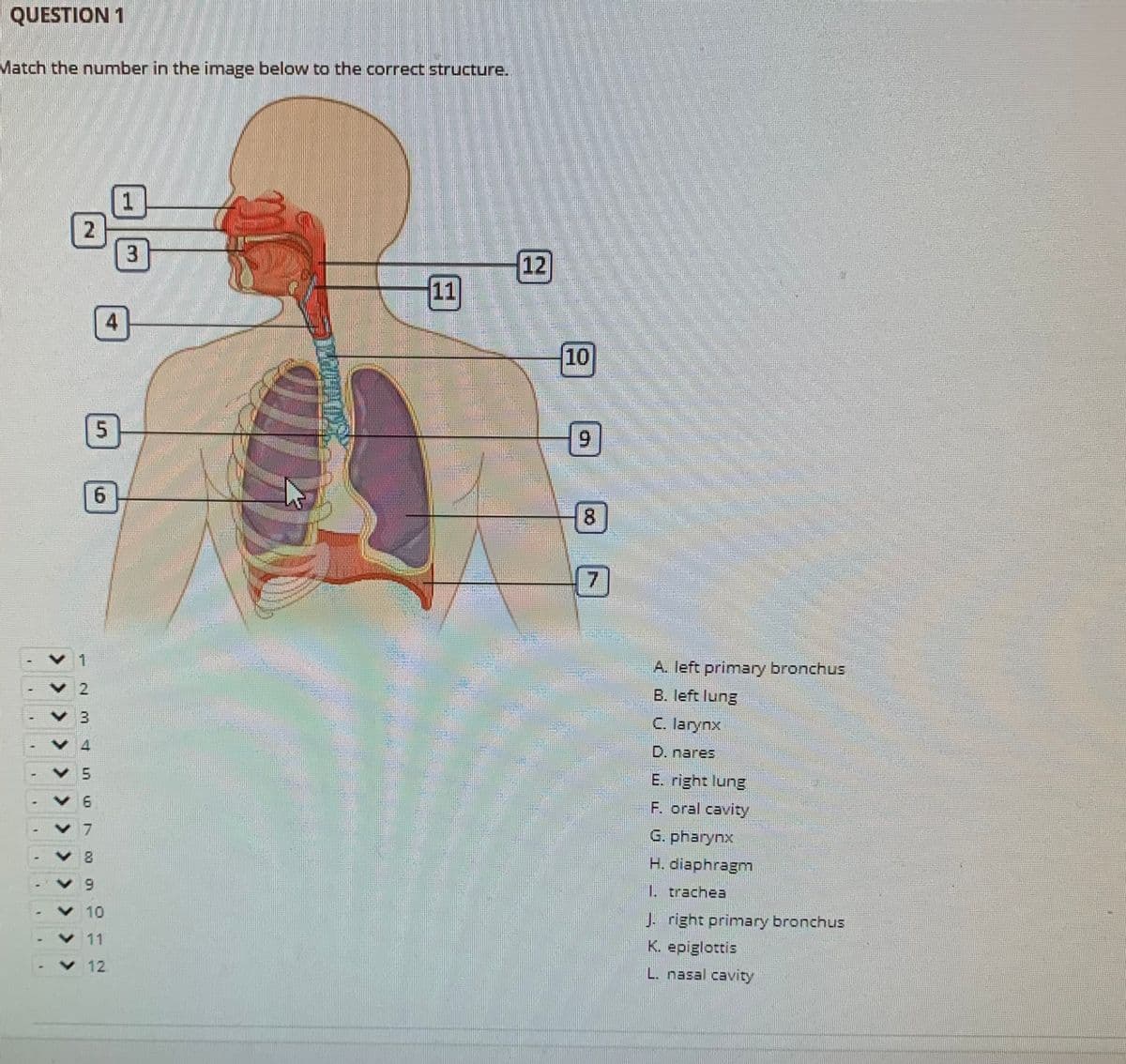 QUESTION 1
Match the number in the image below to the correct structure.
1
2
3
12
11
4
10
6.
9.
8.
7
A. left primary bronchus
B. left lung
C. larynx
D. nares
E. right lung
F. oral cavity
7.
G. pharynx
H. diaphragm
1. trachea
10
Jright primary bronchus
11
K. epiglottis
12
L. nasal cavity
> >>>> >>>>>>>
