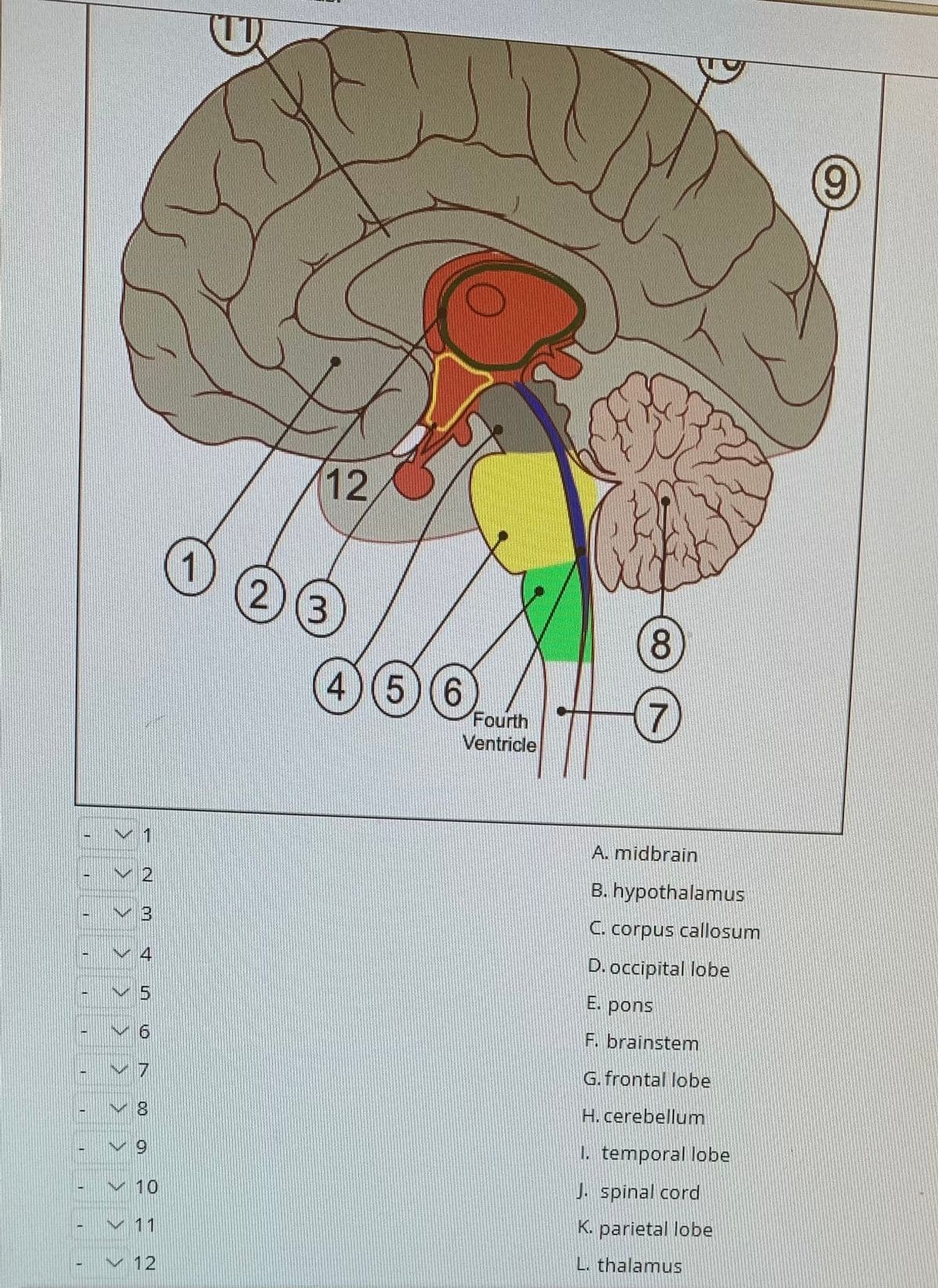 6.
12
2)(3
8.
4)(5)(6
Fourth
Ventricle
1
A. midbrain
v2
B. hypothalamus
C. corpus callosum
N4
D. occipital lobe
15
E. pons
F. brainstem
G. frontal lobe
H. cerebellum
6.
1. temporal lobe
v 10
J. spinal cord
V 11
K. parietal lobe
L. thalamus
12
CO
