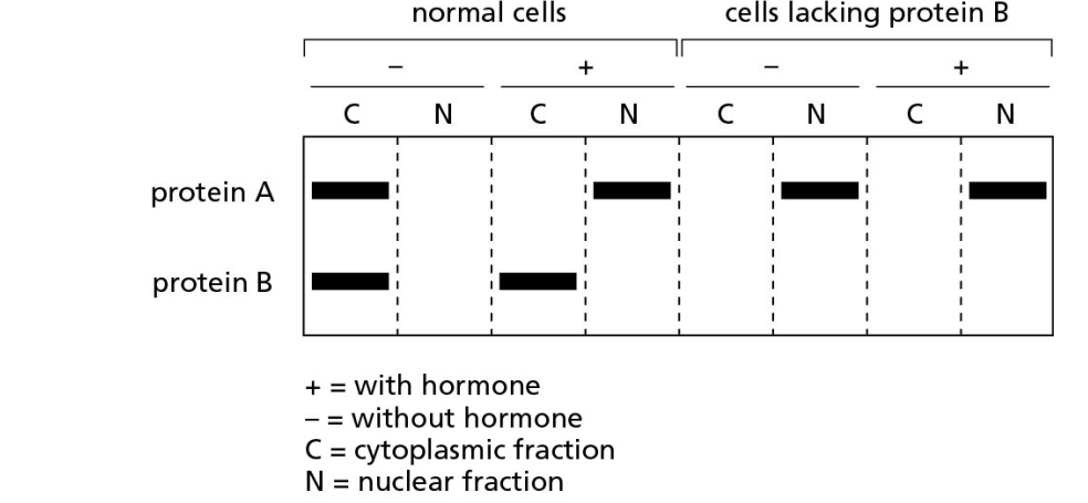 normal cells
cells lacking protein B
+
C
N
C
C
C
protein A
protein B
+ = with hormone
- = without hormone
C = cytoplasmic fraction
N = nuclear fraction
