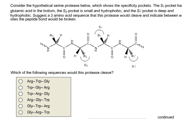 Consider the hypothetical serine protease below, which shows the specificity pockets. The S, pocket has
glutamic acid in the bottom, the S2 pocket is small and hydrophobic, and the S pocket is deep and
hydrophobic. Suggest a 3 amino acid sequence that this protease would cleave and indicate between w
sítes the peptide bond would be broken.
S1
R3
S2
Which of the following sequences would this protease cleave?
Arg-Trp-Gly
Trр-Gly-Arg
Trр- Arg-Gly
Arg-Gly-Trp
Gly-Trp- Arg
Gly-Arg- Trp
continued
