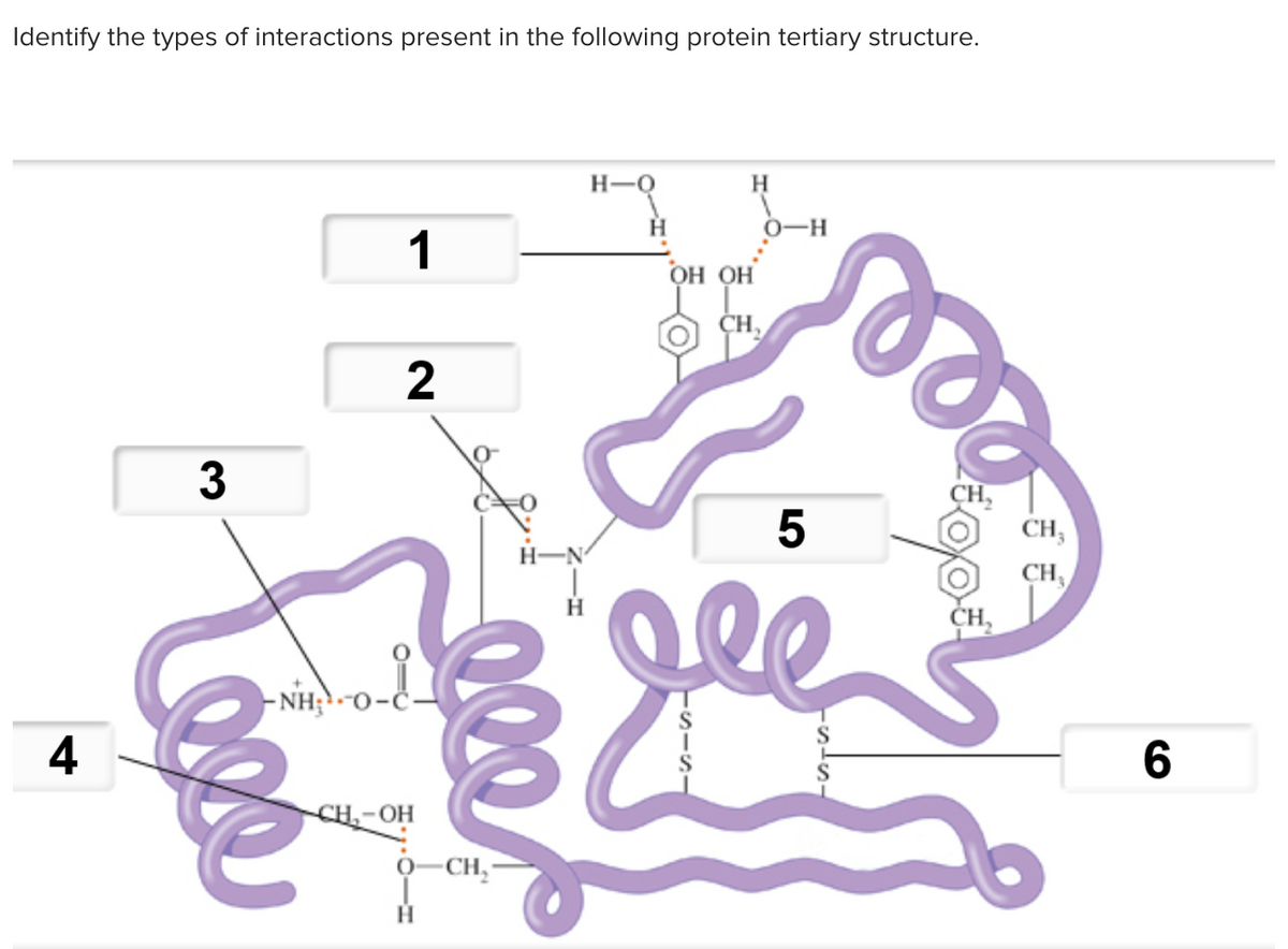 Identify the types of interactions present in the following protein tertiary structure.
H
0-H
1
он он
CH,
2
3
CH,
CH,
CH,
CH,
- NH;.
4
CHOH
-CH,
