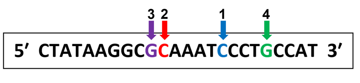 3 2
1
4
5' СТАТААGGCGCAAATCССTGCCAT 3'
