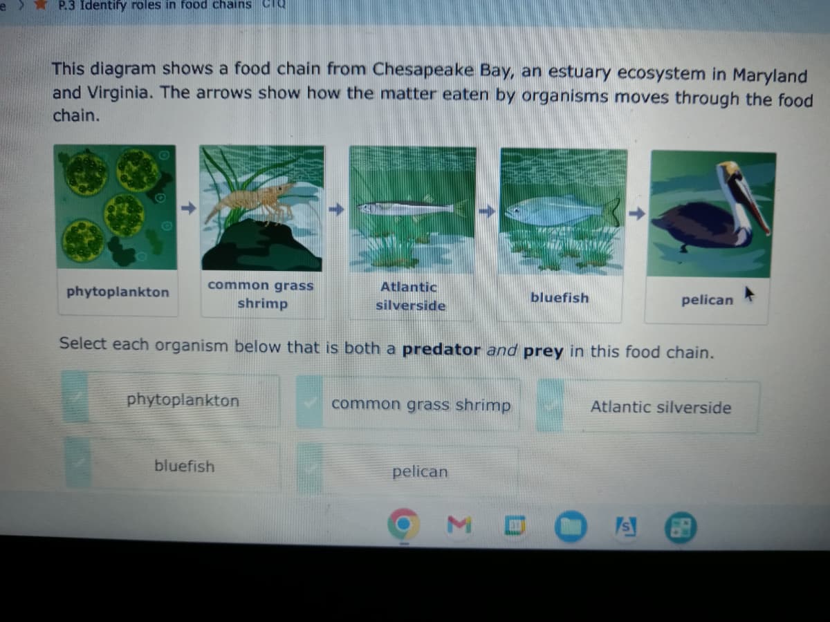 e > P.3 Identify roles in food chains C
This diagram shows a food chain from Chesapeake Bay, an estuary ecosystem in Maryland
and Virginia. The arrows show how the matter eaten by organisms moves through the food
chain.
common grass
shrimp
Select each organism below that is both a predator and prey in this food chain.
phytoplankton
phytoplankton
bluefish
Atlantic
silverside
common grass shrimp
pelican
M
bluefish
pelican
Atlantic silverside