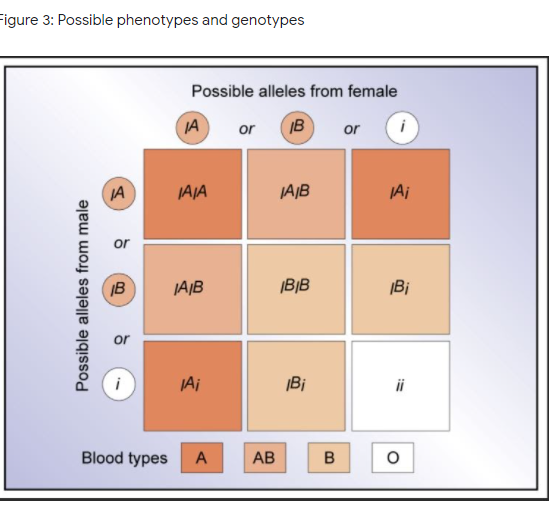 Figure 3: Possible phenotypes and genotypes
Possible alleles from female
JA
or
IB
or
i
JA
JAJA
JAB
JAi
or
IB
JA|B
|B|B
|Bi
i
JAi
|Bi
Blood types
A
АВ
B
Possible alleles from male
of
