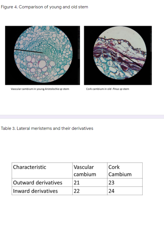 Figure 4. Comparison of young and old stem
Vascular cambium in young Aristolochia sp stem
Cork cambium in old Pinus sp stem
Table 3. Lateral meristems and their derivatives
Characteristic
Vascular
Cork
Cambium
23
cambium
Outward derivatives
21
Inward derivatives
22
24
